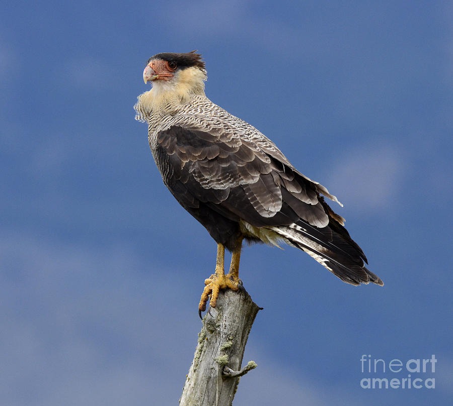 Watchful Eyes Crested Southern Caracara Photograph by Bob Christopher