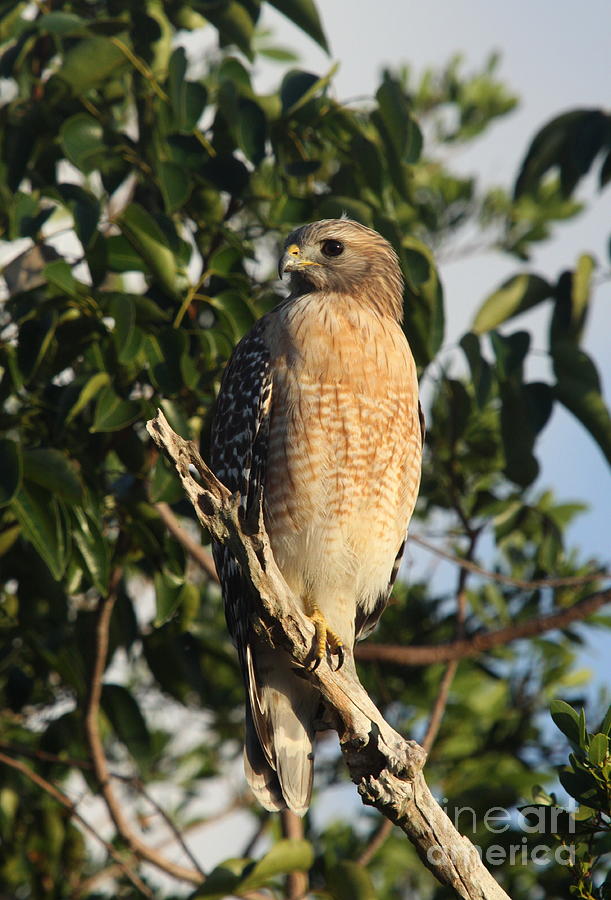 Watchful Eyes - Red Shouldered Hawk Photograph by Christiane Schulze ...