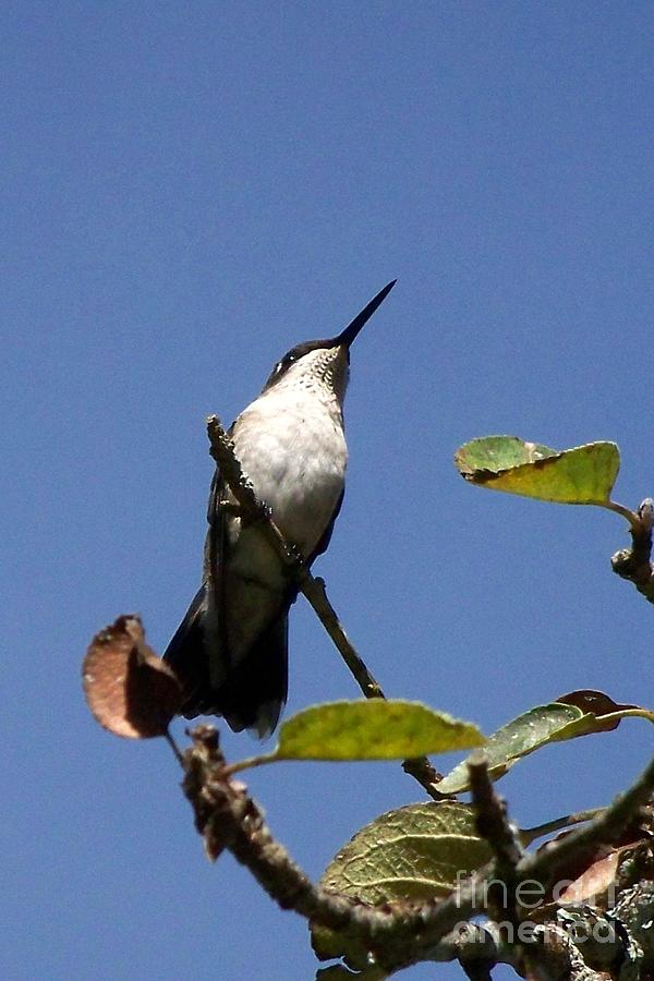 Watchful Female Hummingbird  Photograph by Eunice Miller