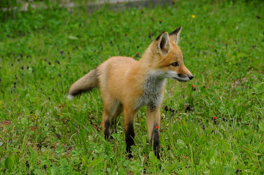 Watchful Fox pup Photograph by Sandra Updyke
