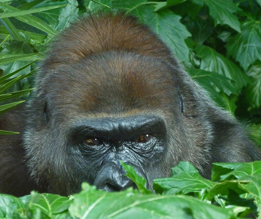 Watchful Gorilla Photograph by Margaret Saheed