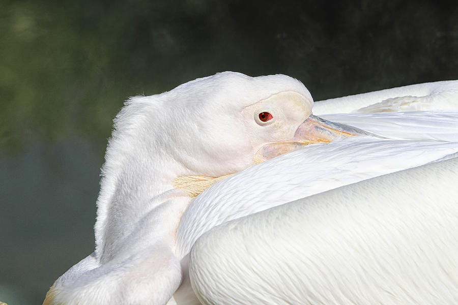 Bird Photograph - Watchful by Goyo Ambrosio Bird Photograph - Watchful by Goyo Ambrosio