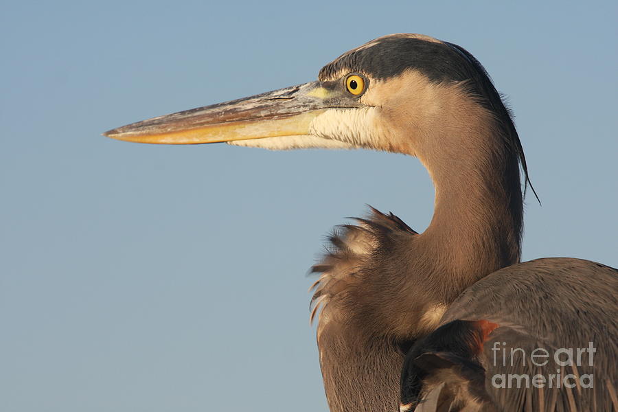 Heron Photograph - Watchful Heron by Christiane Schulze Art And Photography