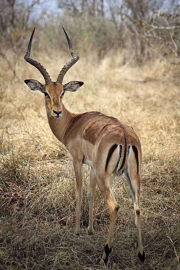 Watchful Impala Photograph by Kim Andelkovic - Fine Art America