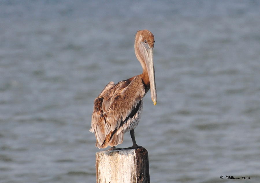 Watchful Pelican Photograph by Dan Williams