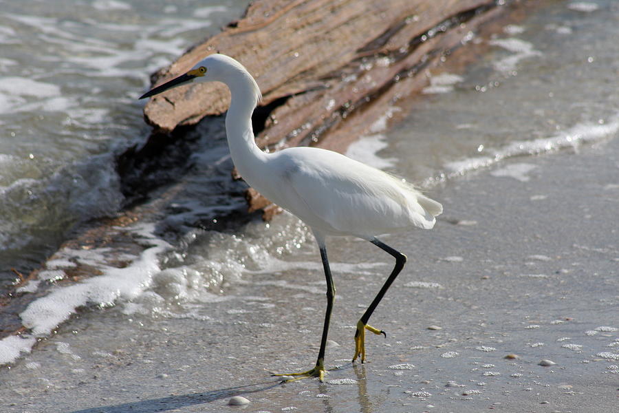 Watchful Snowy Egret Photograph by Christiane Schulze Art And Photography