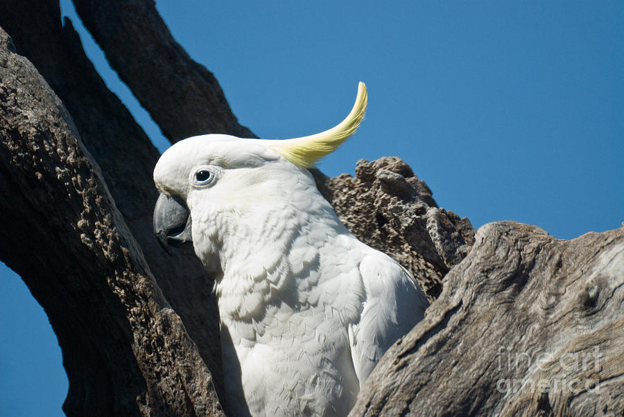 Watchful Sulphur Crested Cockatoo Photograph by Peter Kneen