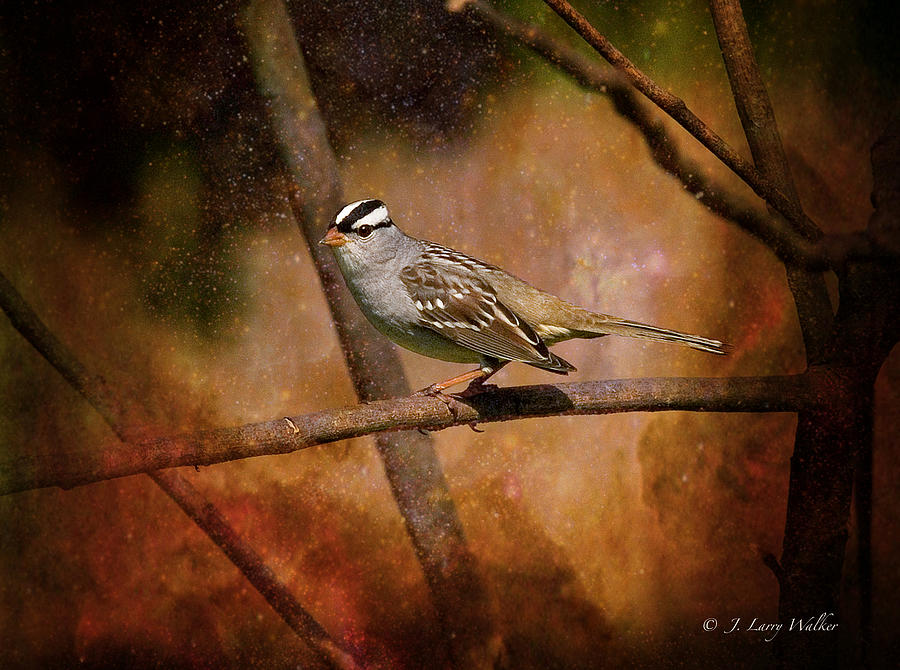 Watchful White-Crowned Sparrow Digital Art by J Larry Walker