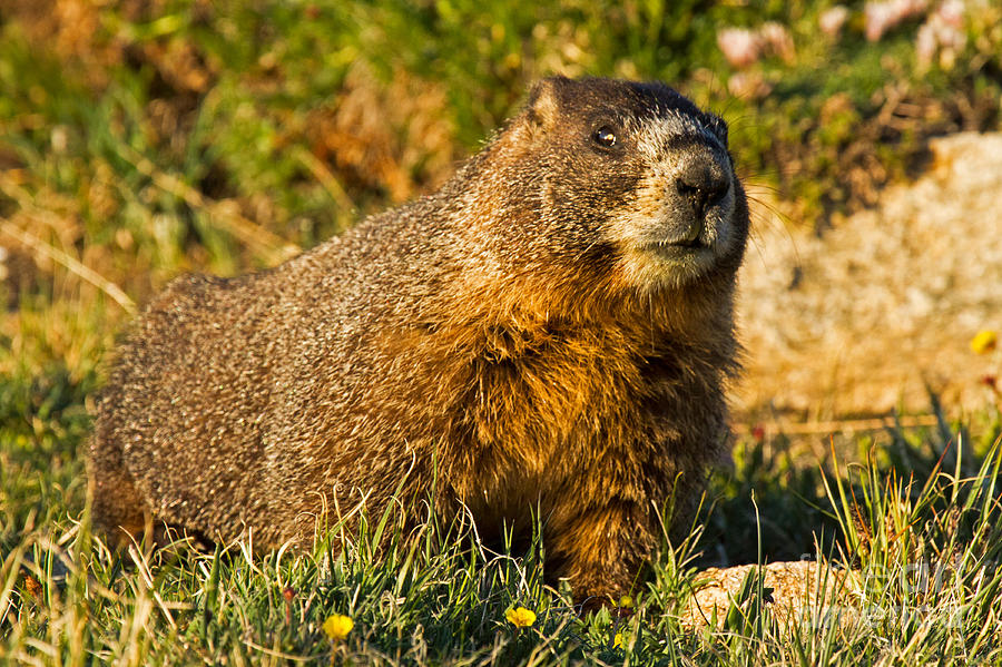 Watchful Yellow Bellied Marmot in Rocky Mountain National Park Photograph by Fred Stearns