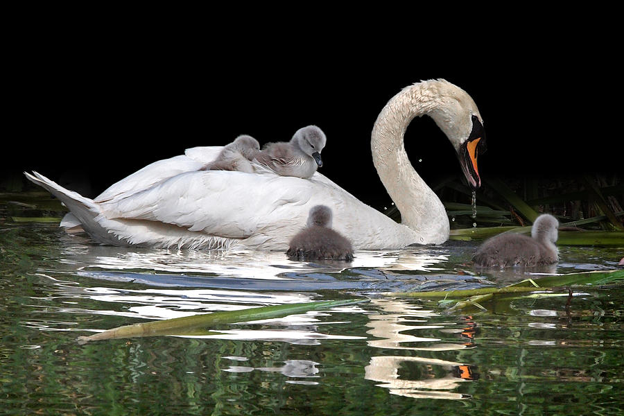 Swan Photograph - Watching And Learning by Gill Billington