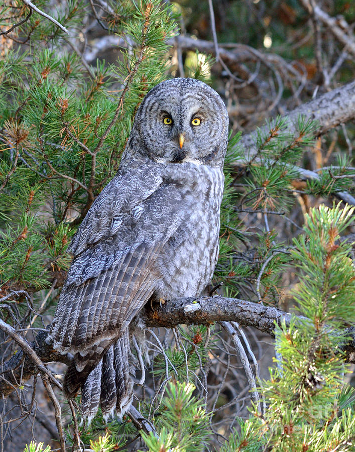 Owl Photograph - Watching by Brad Christensen