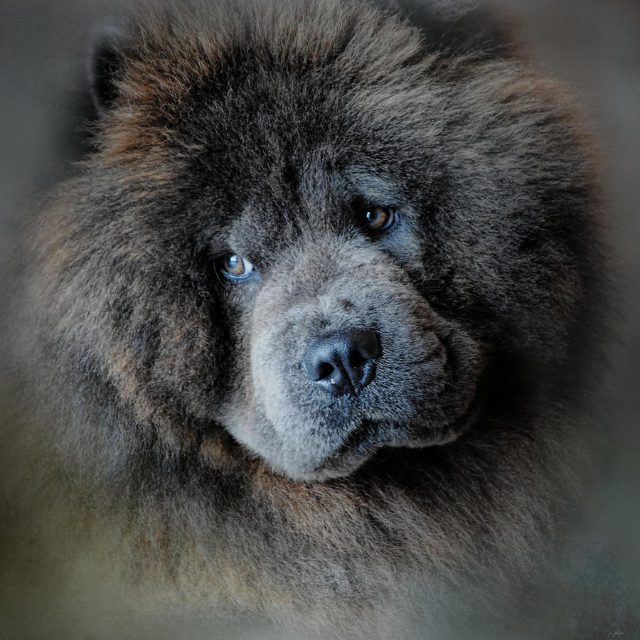 Watching Master Blue Chow Chow Photograph by Jai Johnson