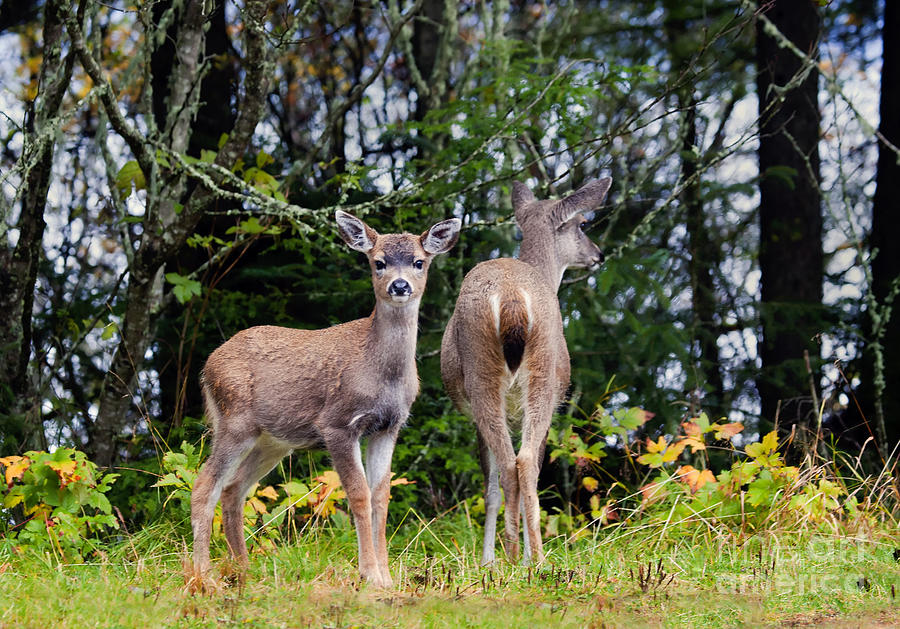 Deer Photograph - Watching out for Mom by Michael Dawson