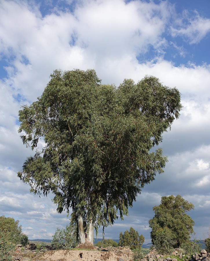 Tree Photograph - Watching over Bethsaida by Rita Adams