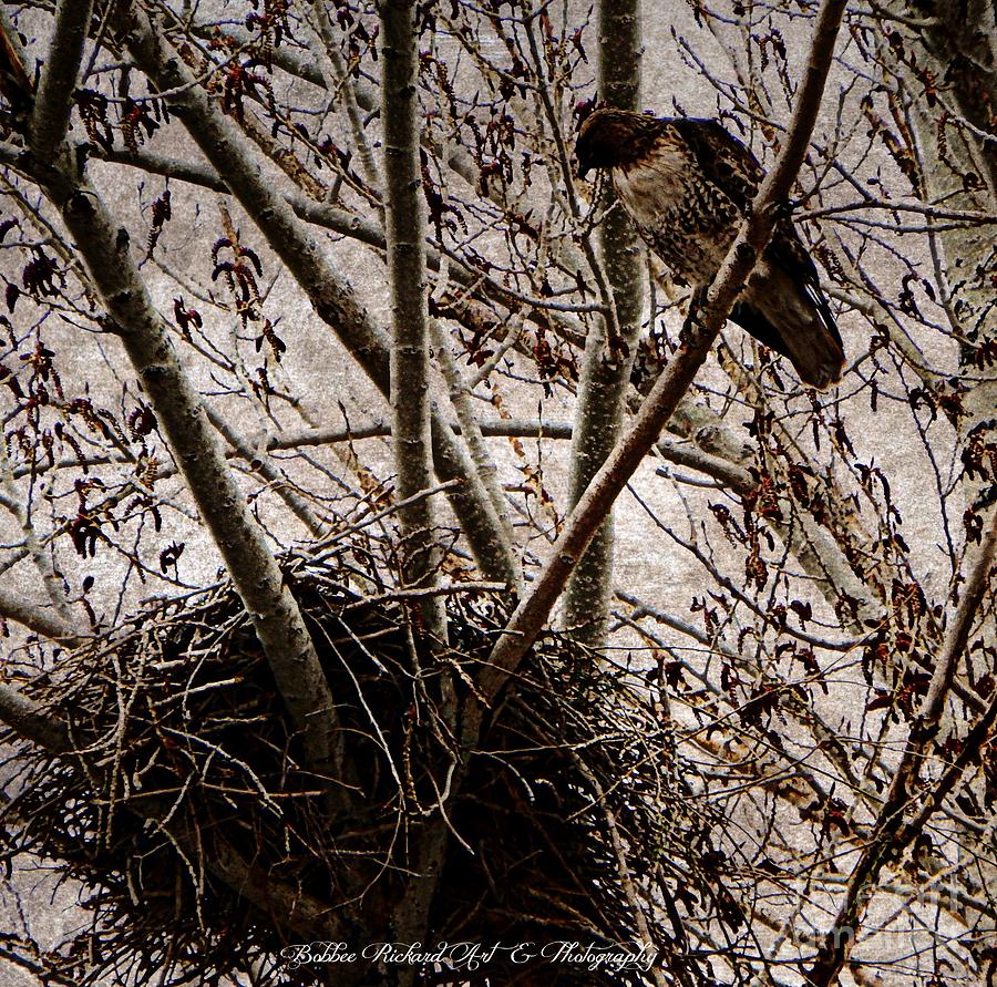 Hawk Photograph - Watching Over the Nest by Bobbee Rickard