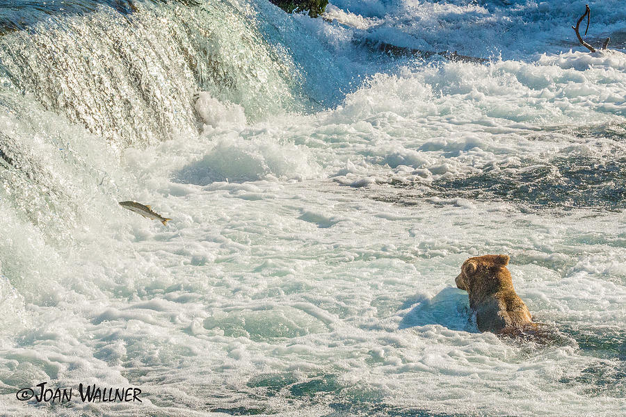 Watching Salmon Jump from the Whirlpool Photograph by Joan Wallner
