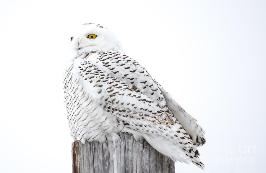 Watching Snowy Owl Photograph by Cheryl Baxter