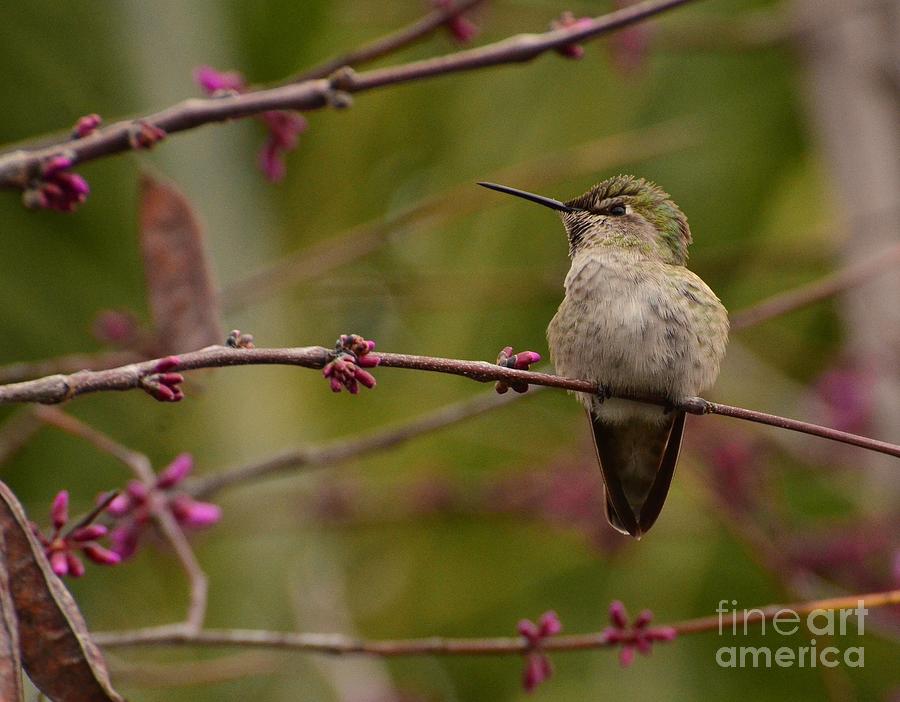 Hummingbird Photograph - Watching Spring Arrive by Debby Pueschel