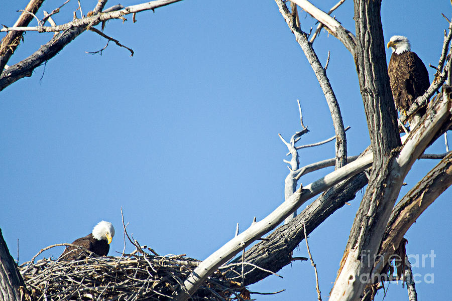 Watching the Nest Photograph by Bob Hislop