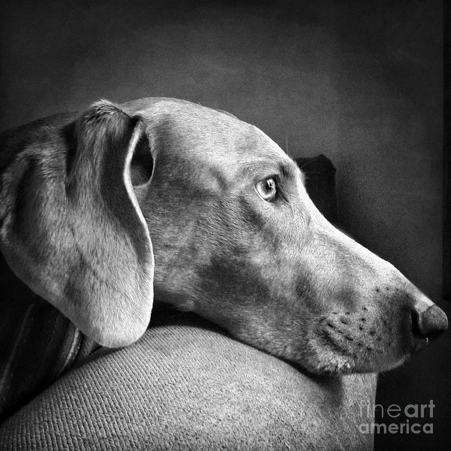 Weimaraner Photograph - Watching The Rain Fall by Christy Phillips
