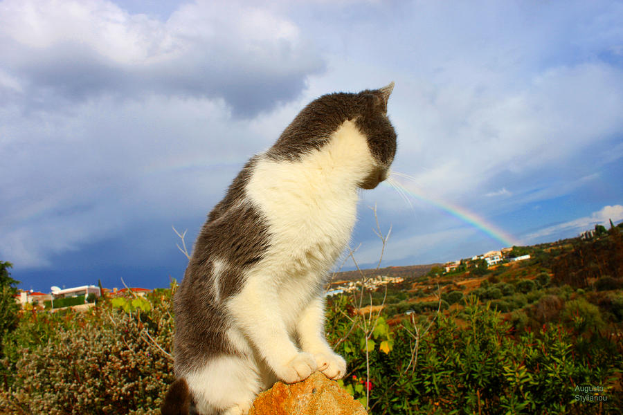 Watching the Rainbow Photograph by Augusta Stylianou