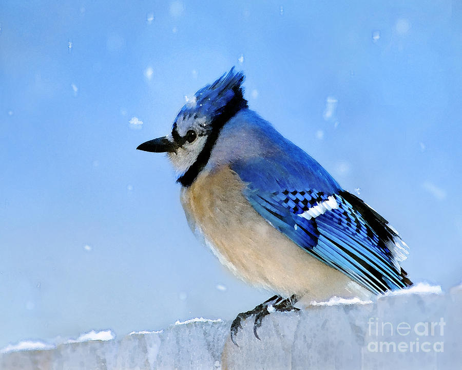 Blue Jay Photograph - Watching the Snow by Betty LaRue