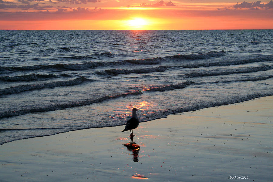 Summer Photograph - Watching the Sun Rise by Dick Botkin