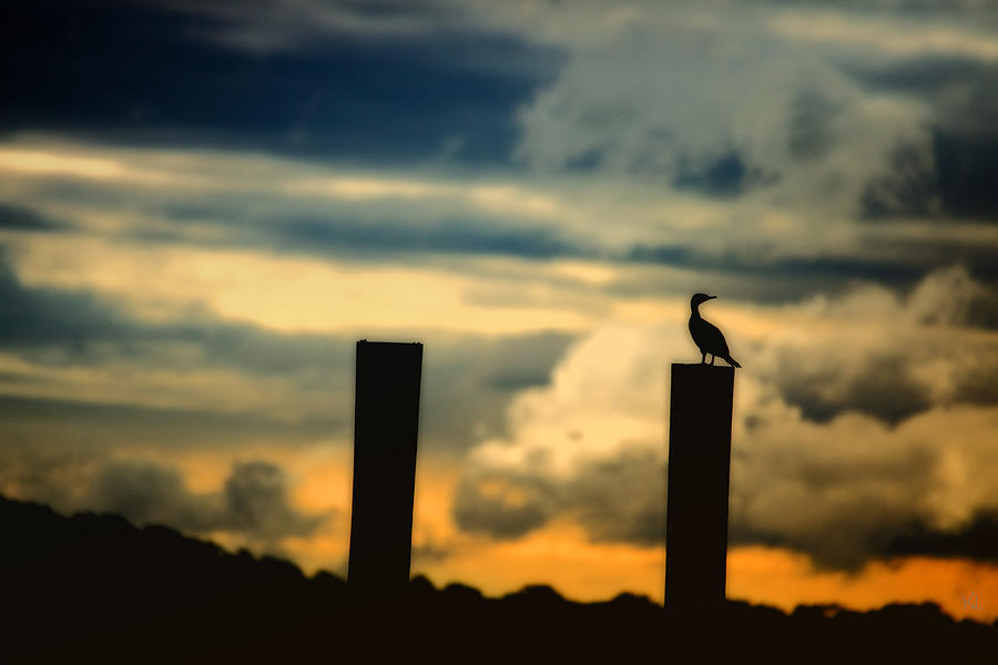 Feather Photograph - Watching The Sunrise by Karol Livote