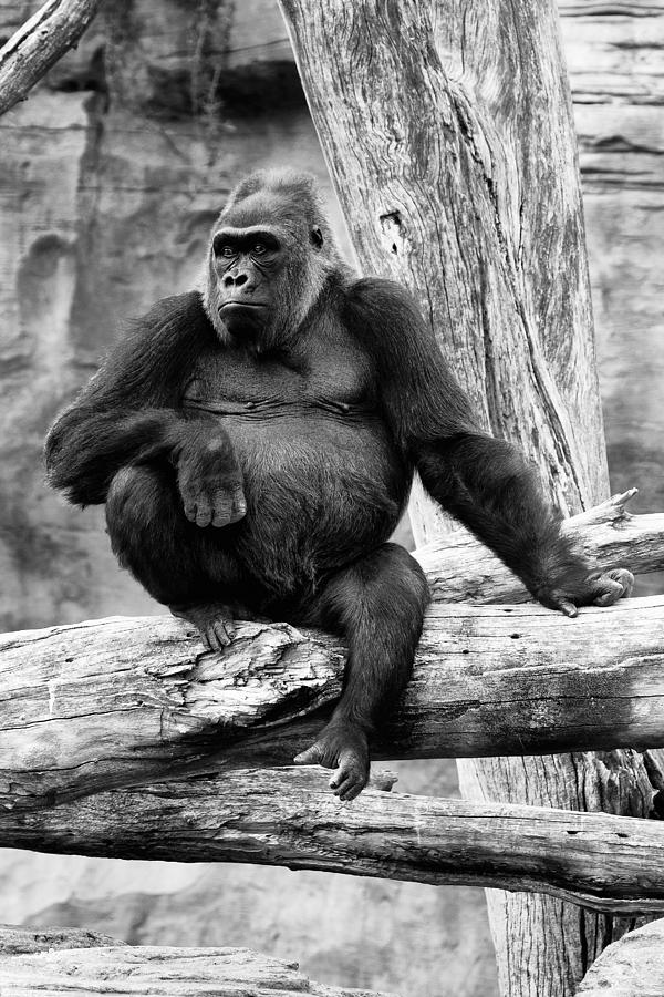 Gorilla Photograph - Watching The Time by Goyo Ambrosio Gorilla Photograph - Watching The Time by Goyo Ambrosio