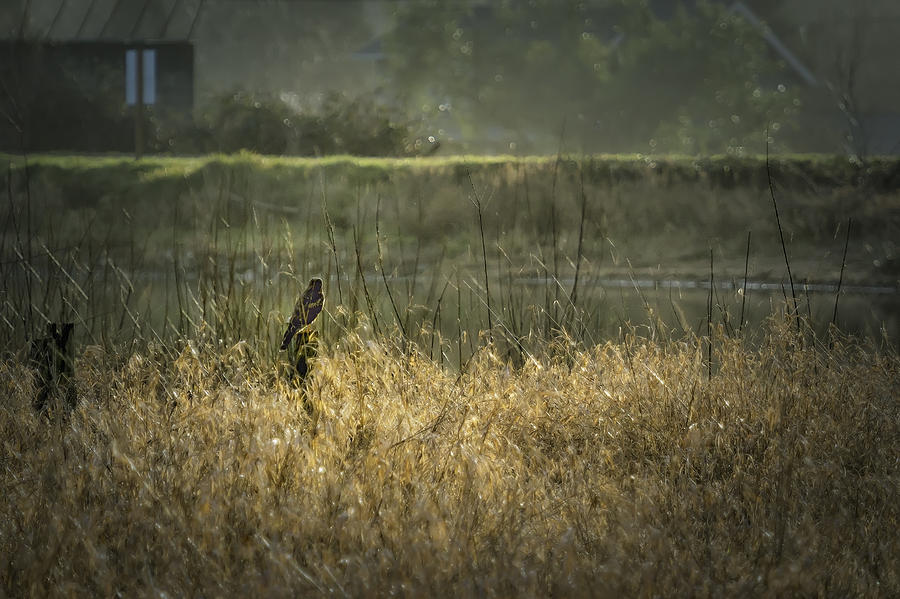 Hawk Photograph - Watching the Watcher by Belinda Greb