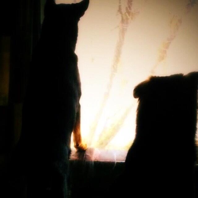 Gsd Photograph - Watching With Hannah And Darcy! #gsd by Abbie Shores