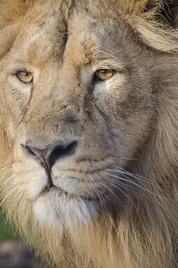 Lion Photograph - Watching YOU by Darren Wilkes