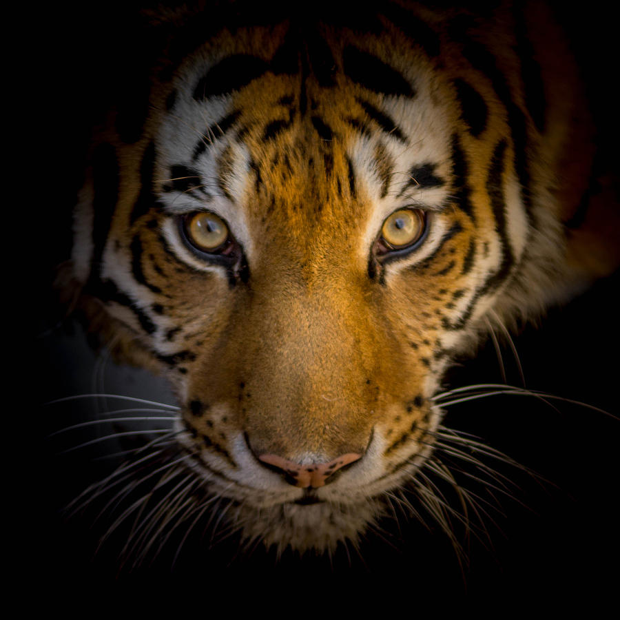 Tiger Photograph - Watching You by Ernest Echols