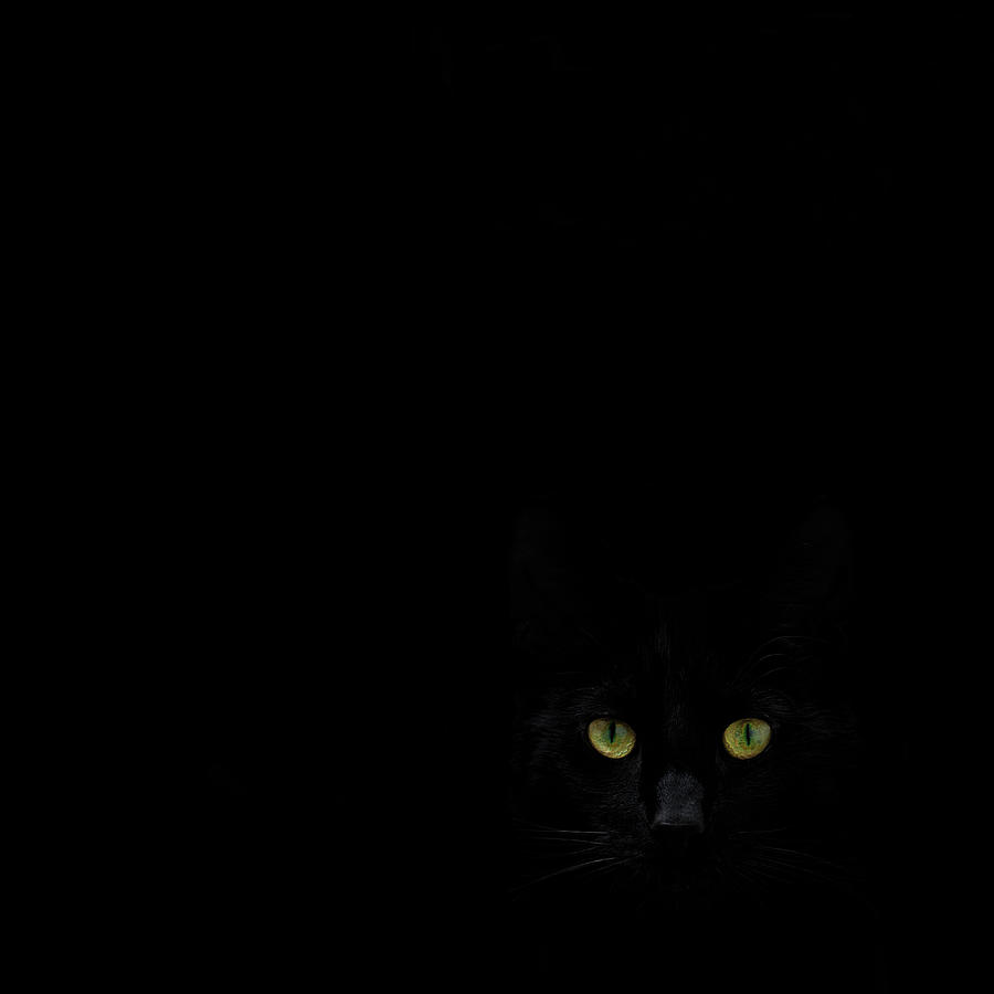 Animal Photograph - Watching You From The Dark Side by Dirk Heckmann