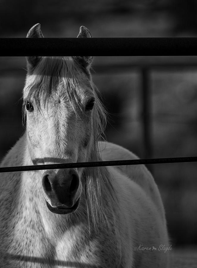 Grey Mare Photograph - Watching You Watching Me by Karen Slagle