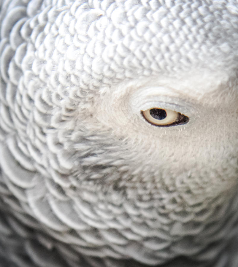 Parrot Photograph - Watching You Watching Me by Karen Wiles