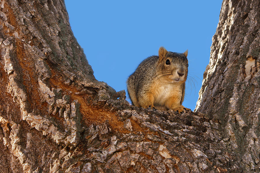 Watching You Watching Me - Squirrel Photograph by Nikolyn McDonald