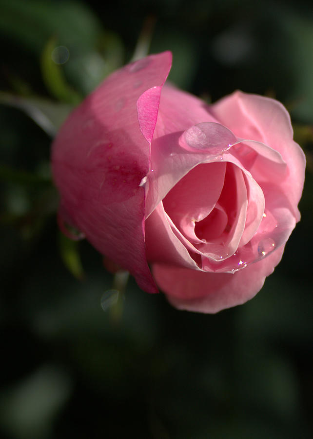 Water And Rose Photograph