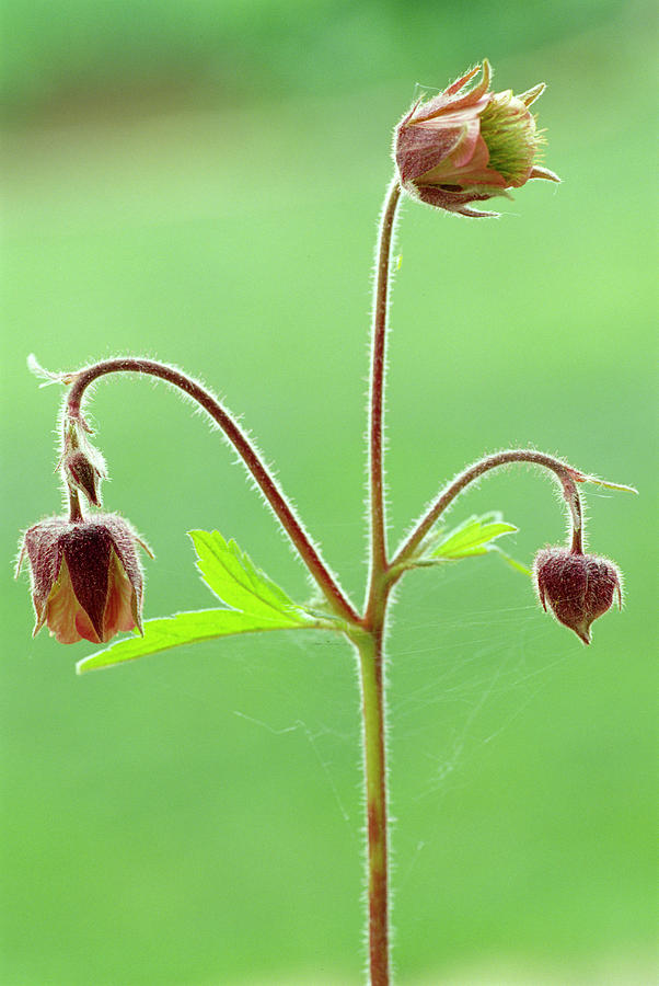 Flower Photograph - Water Avens Flowers by Th Foto-werbung/science Photo Library
