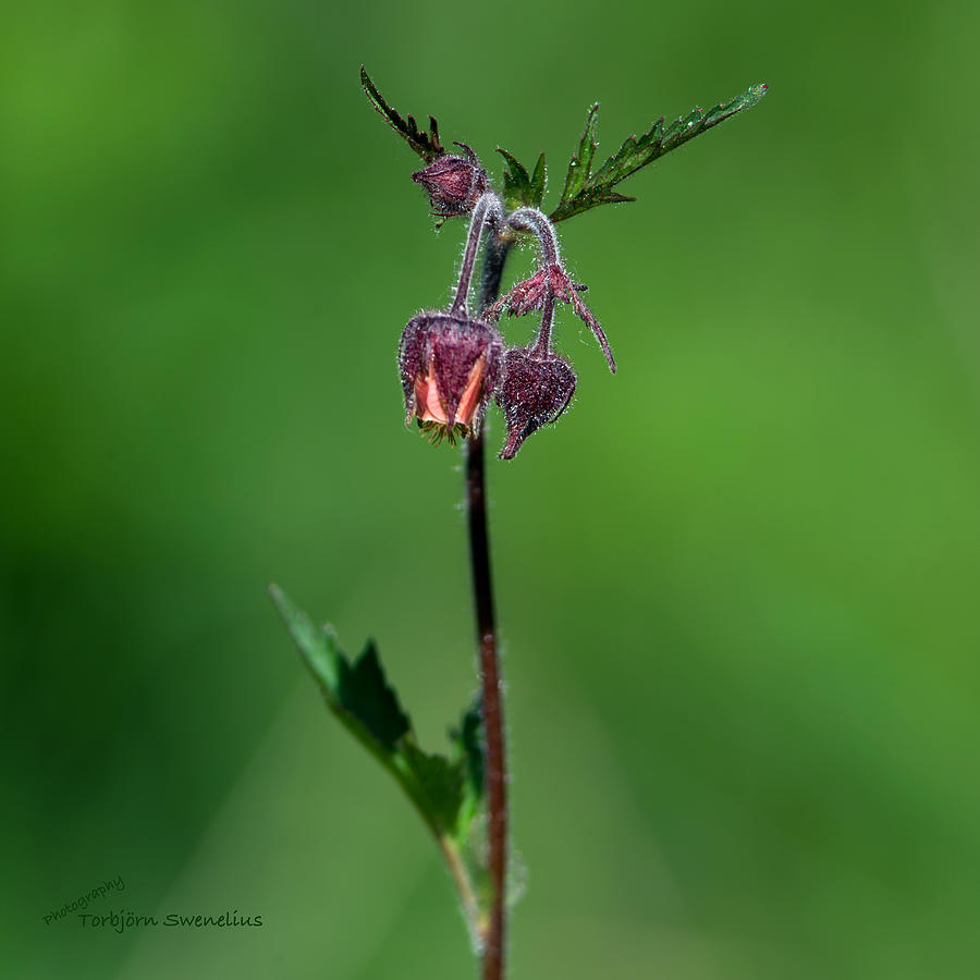 Water Avens Photograph by Torbjorn Swenelius