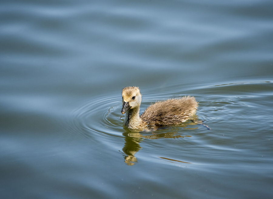 Goose Photograph - Water Baby by Loree Johnson