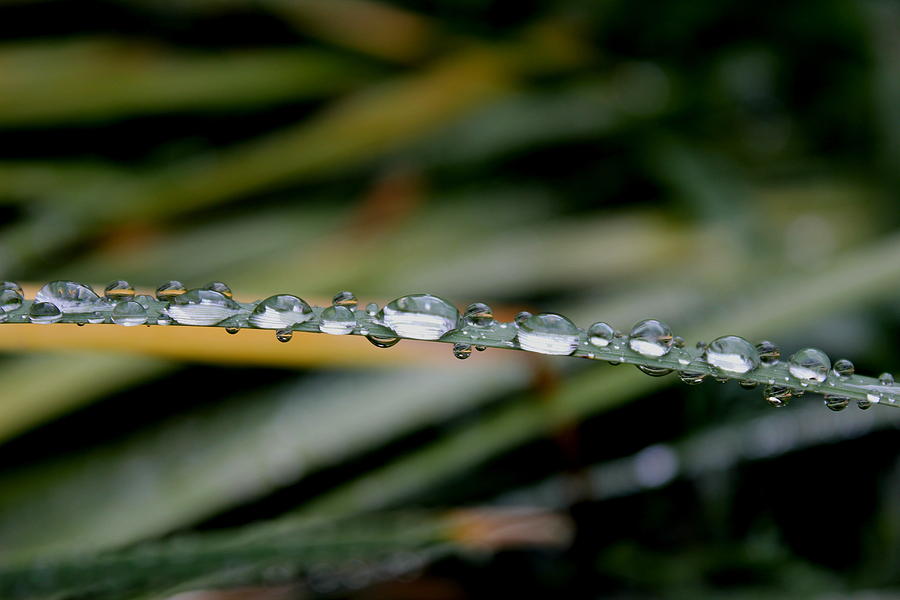 Water Beads On Grass Photograph by Trent Mallett