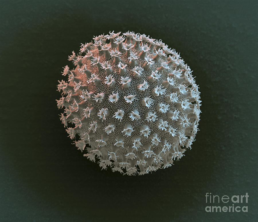 Animal Photograph - Water Bear Egg by Eye of Science and Science Source