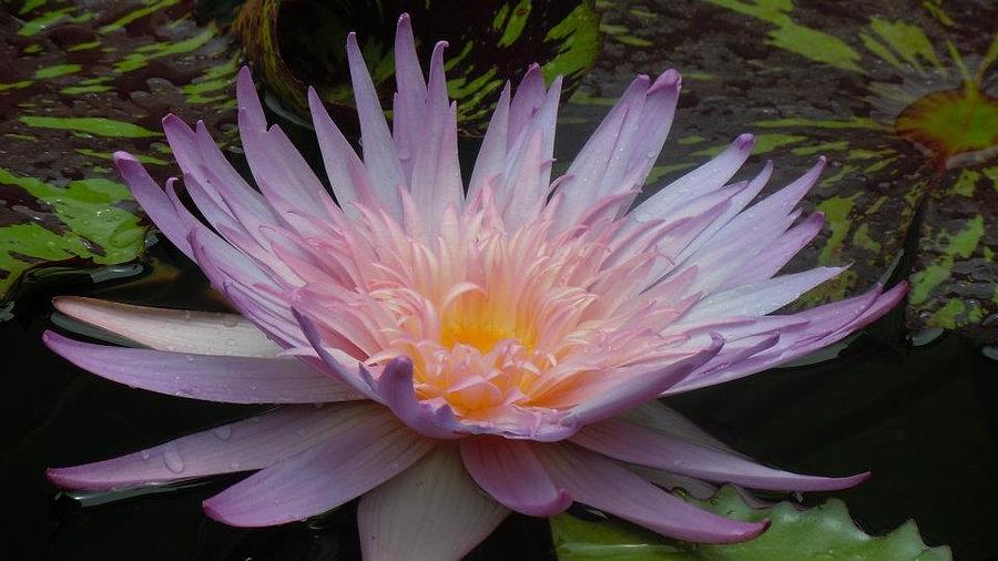 Lily Photograph - Water beauty by Jamie Holguin
