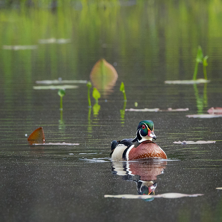 Water Birds Wood Duck Square Photograph by Bill Wakeley