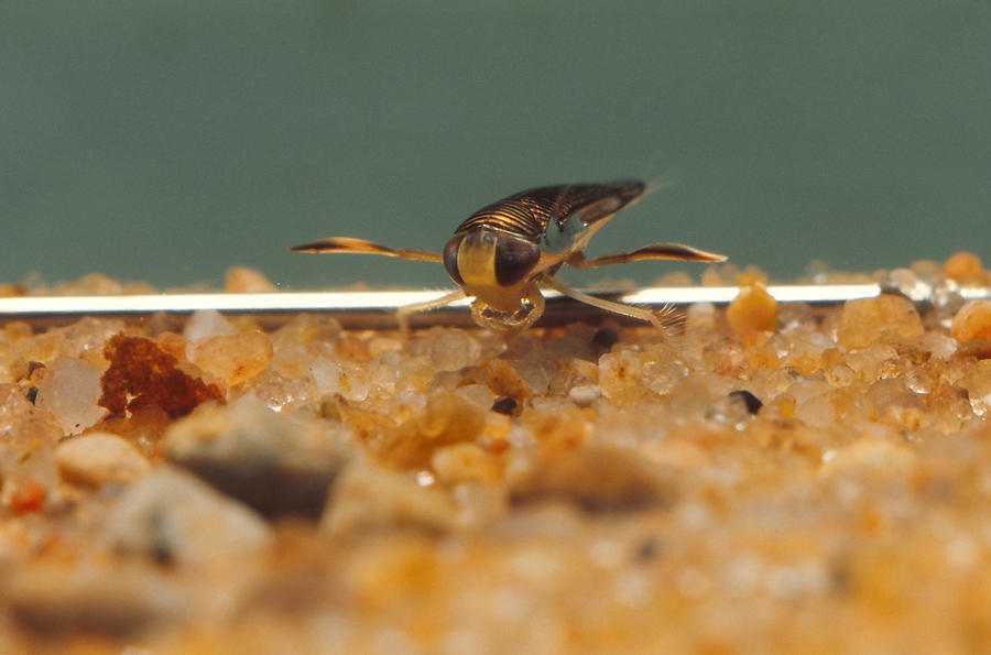song of the water boatman song of the water boatman