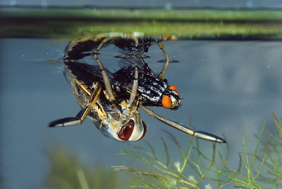 water-boatman-photograph-by-perennou-nuridsany