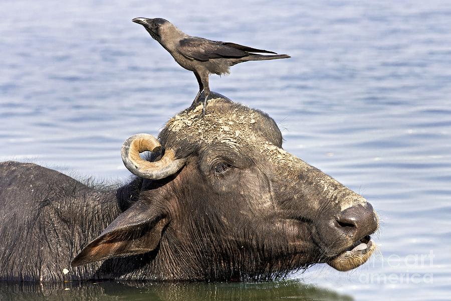 Water Buffalo And Crow Photograph by Tony Camacho