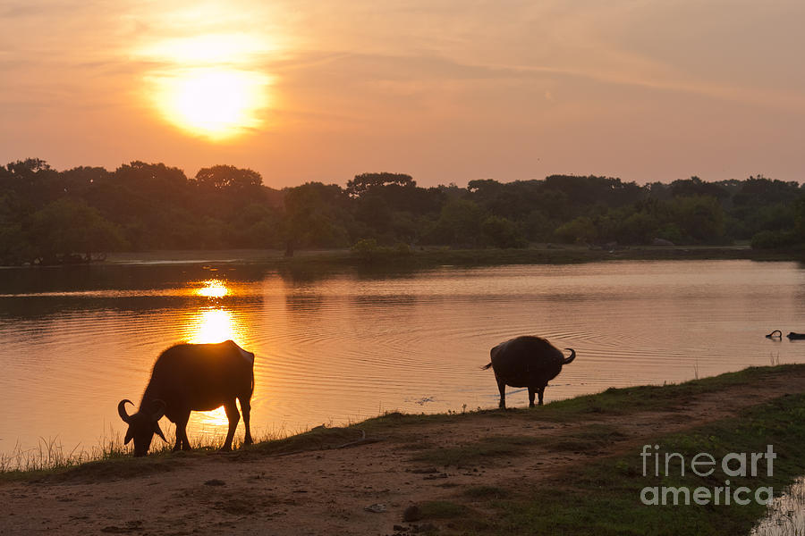 Water Buffalo at Sunset Photograph by Liz Leyden