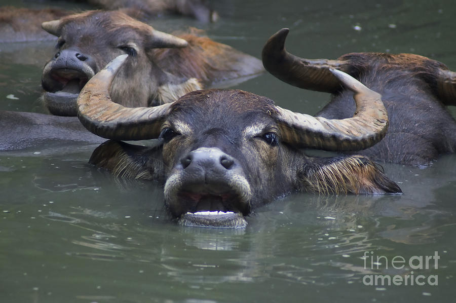 Charlotte Photograph - Water Buffalo by M Three Photos